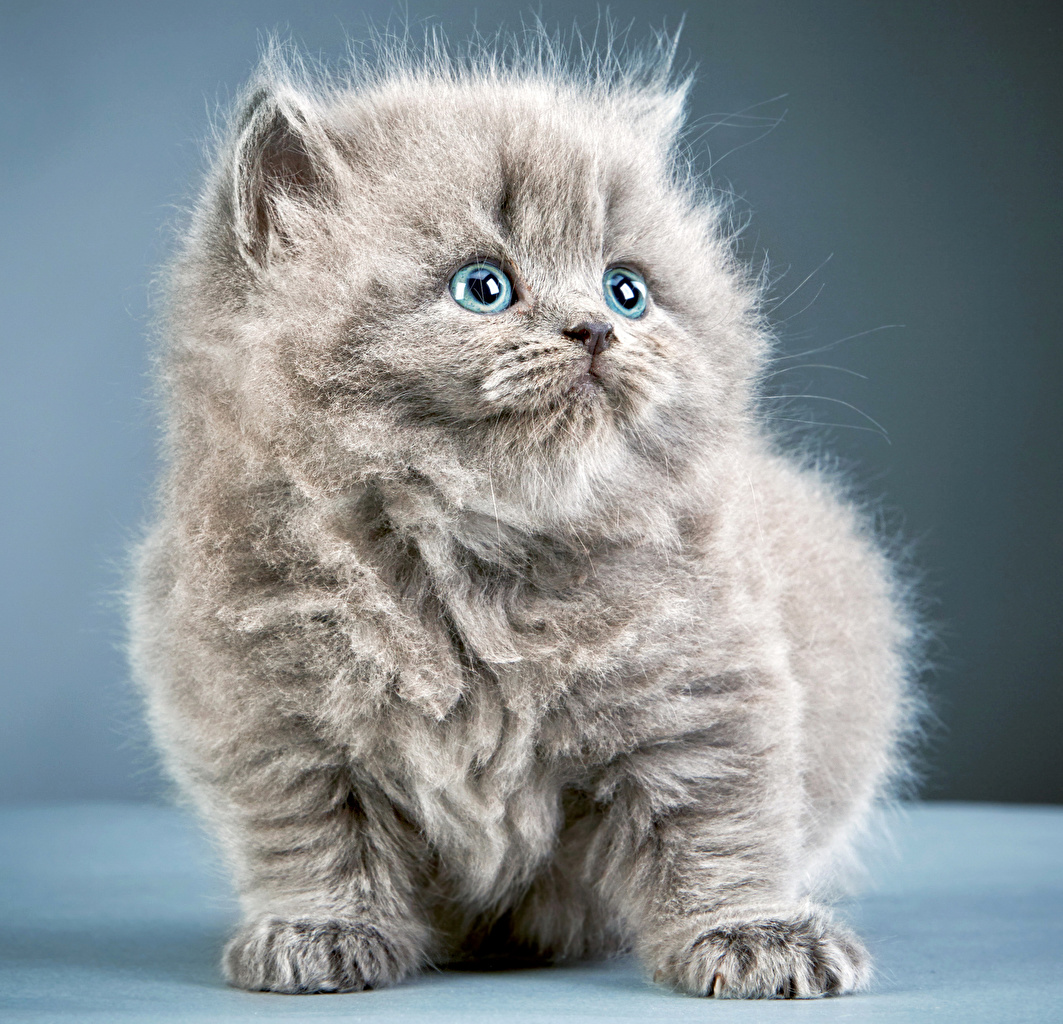 Fluffy Grey Cat Kitten 2385149 Hd Wallpaper Backgrounds