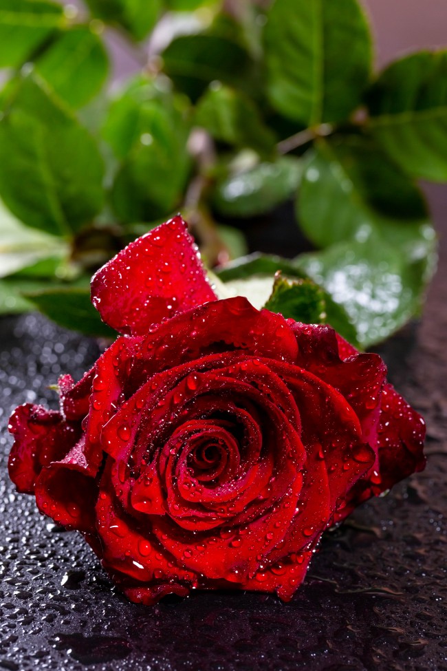 Red Rose, Water Drops, Macro, Petals - Water Red Rose Wallpaper Hd ...