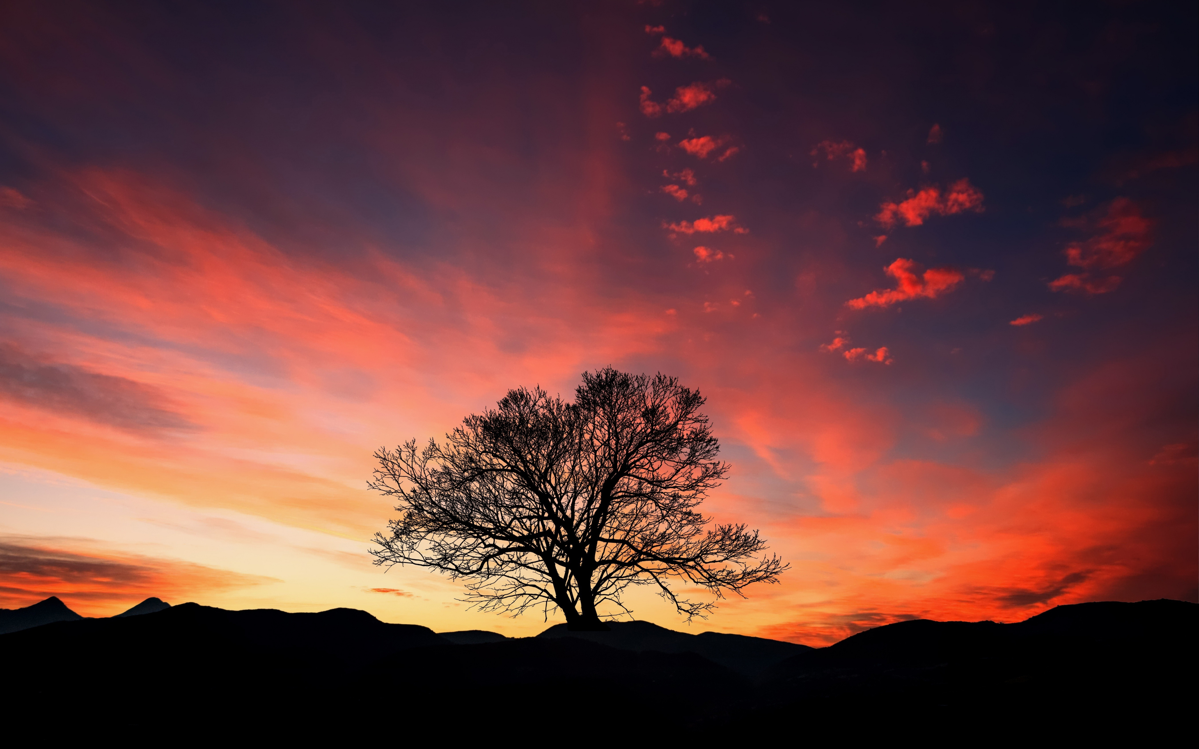 Download Sunset, Orange Sky, Tree, Landscape, Wallpaper - Sunset Tree