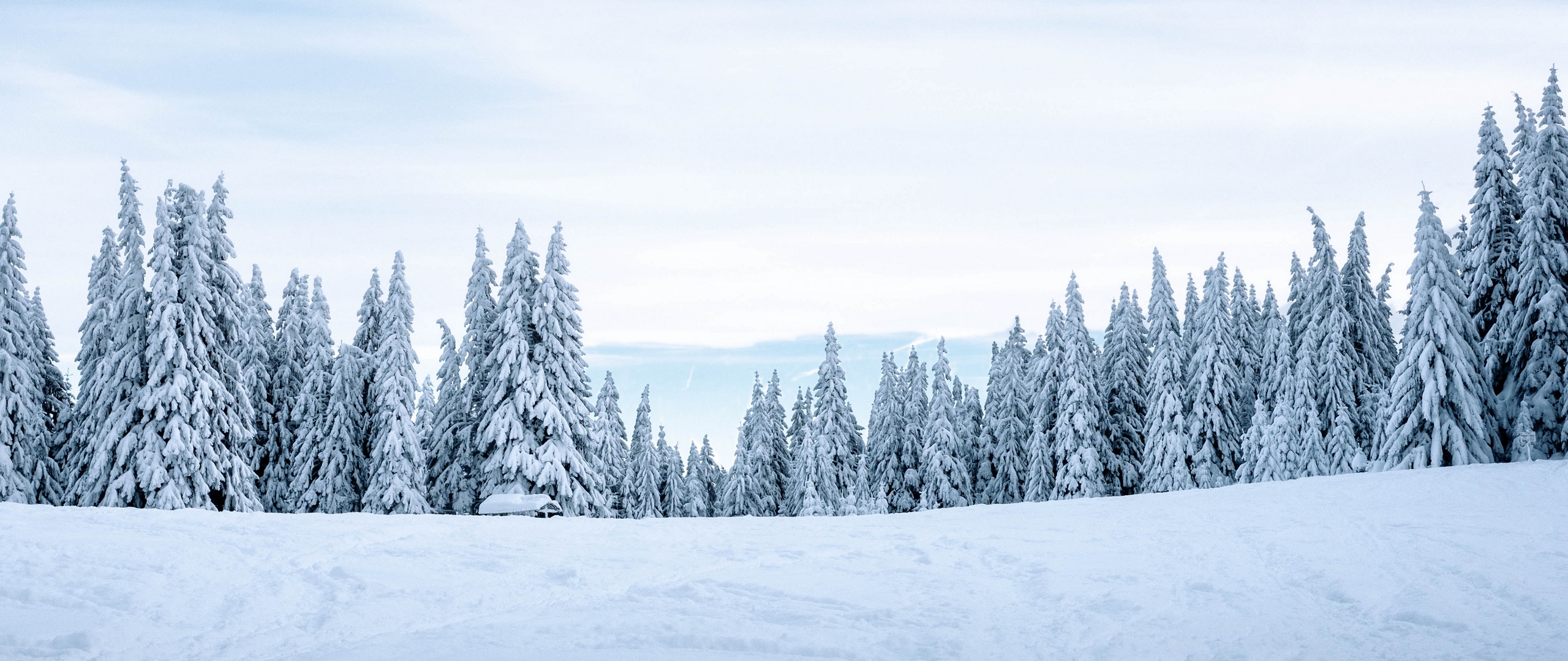 Download Wallpaper Snow, Winter, Trees, Winter Landscape, Snowy - Snow ...