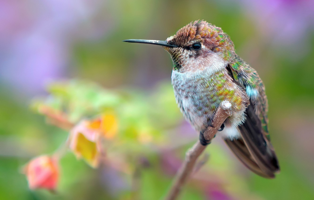 Photo Wallpaper Background, Focus, Branch, Hummingbird - Ruby-throated Hummingbird , HD Wallpaper & Backgrounds