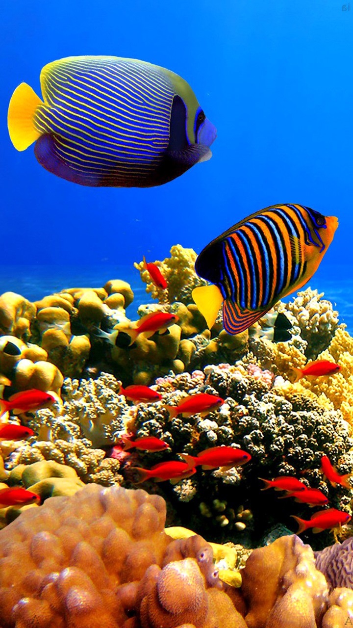 Sensory Aquarium Wallpaper Nature Fish Beach Wallpapers - Coral Reef Of ...