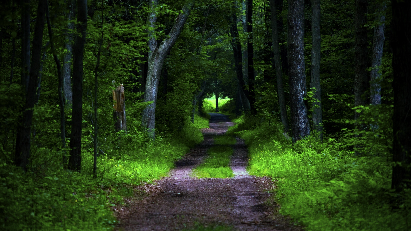 Wallpaper Forest, Pathway, Trees, Vegetation, Nature - 16:10 Aspect Ratio , HD Wallpaper & Backgrounds