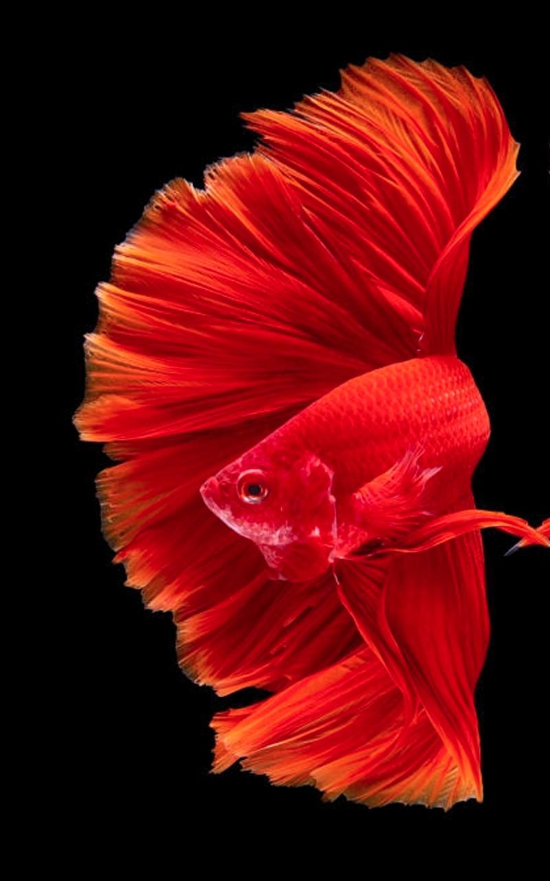 Download Hd Betta Fish Wallpapers For Android Apk Download - Betta Fish