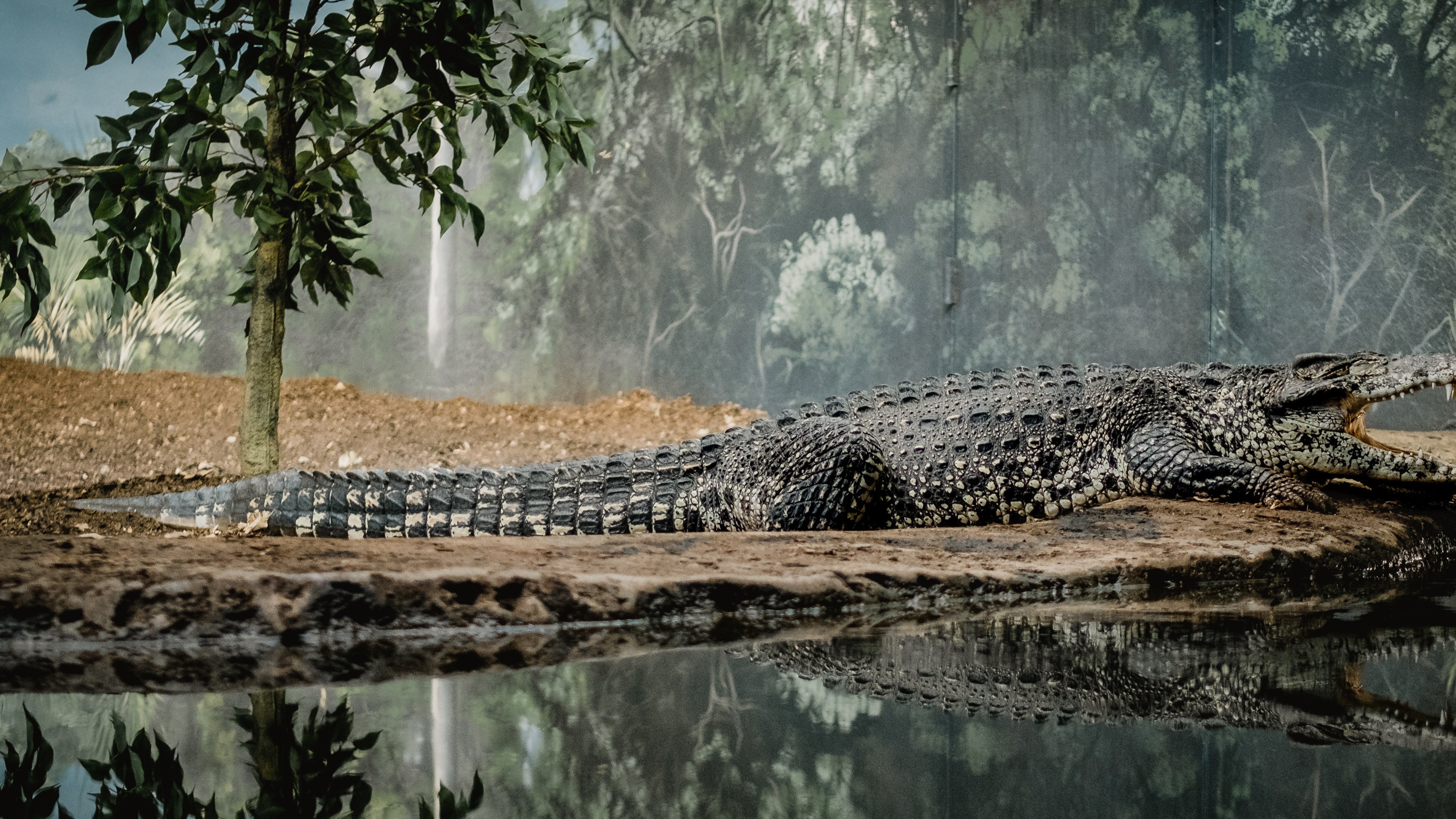 crocodile near lake 4k wallpaper alligator wallpaper hd 3088184 hd wallpaper backgrounds download crocodile near lake 4k wallpaper