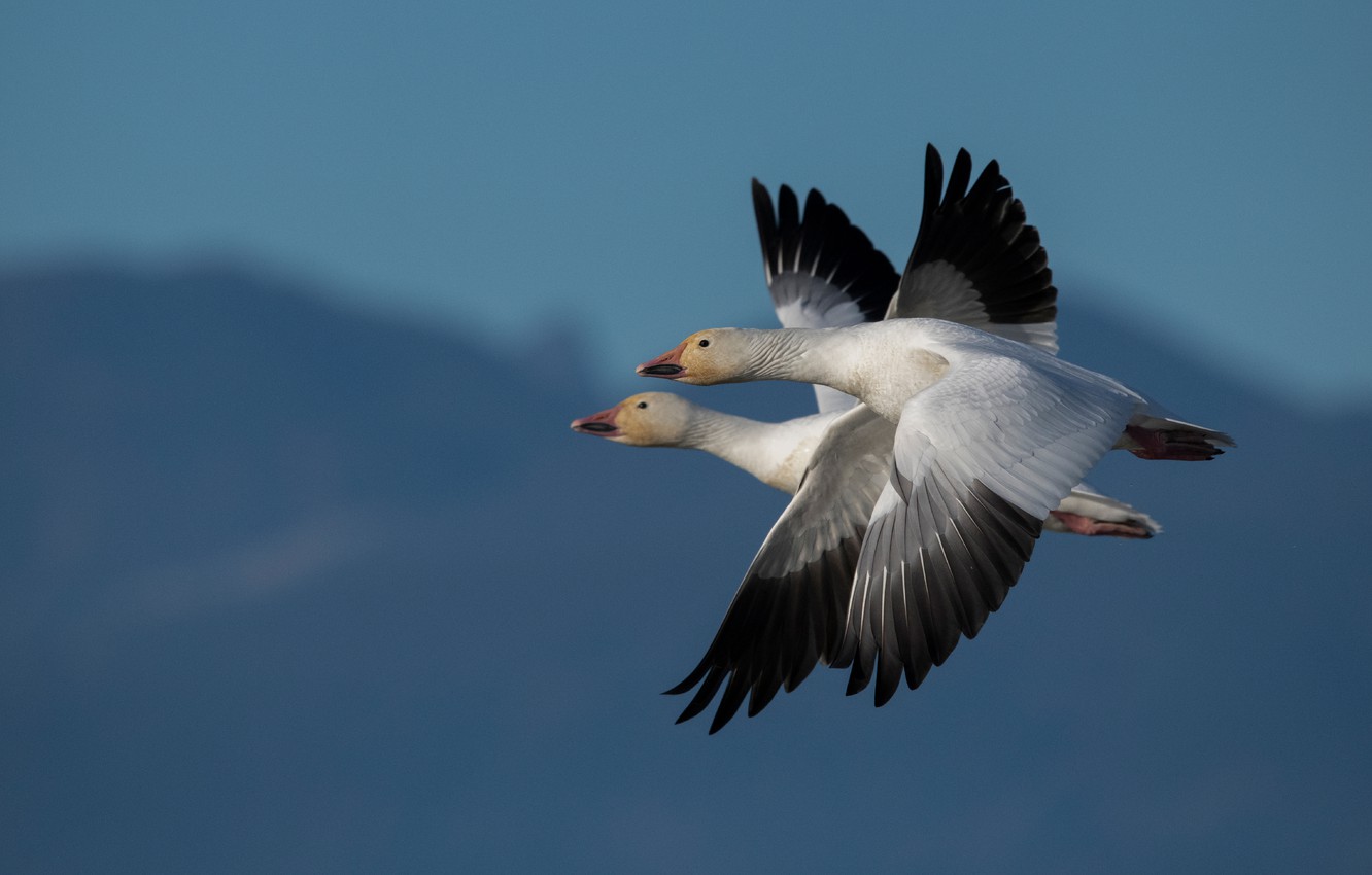 Download Photo Wallpaper The Sky, Flight, Birds, Blue, Two, - Birds On