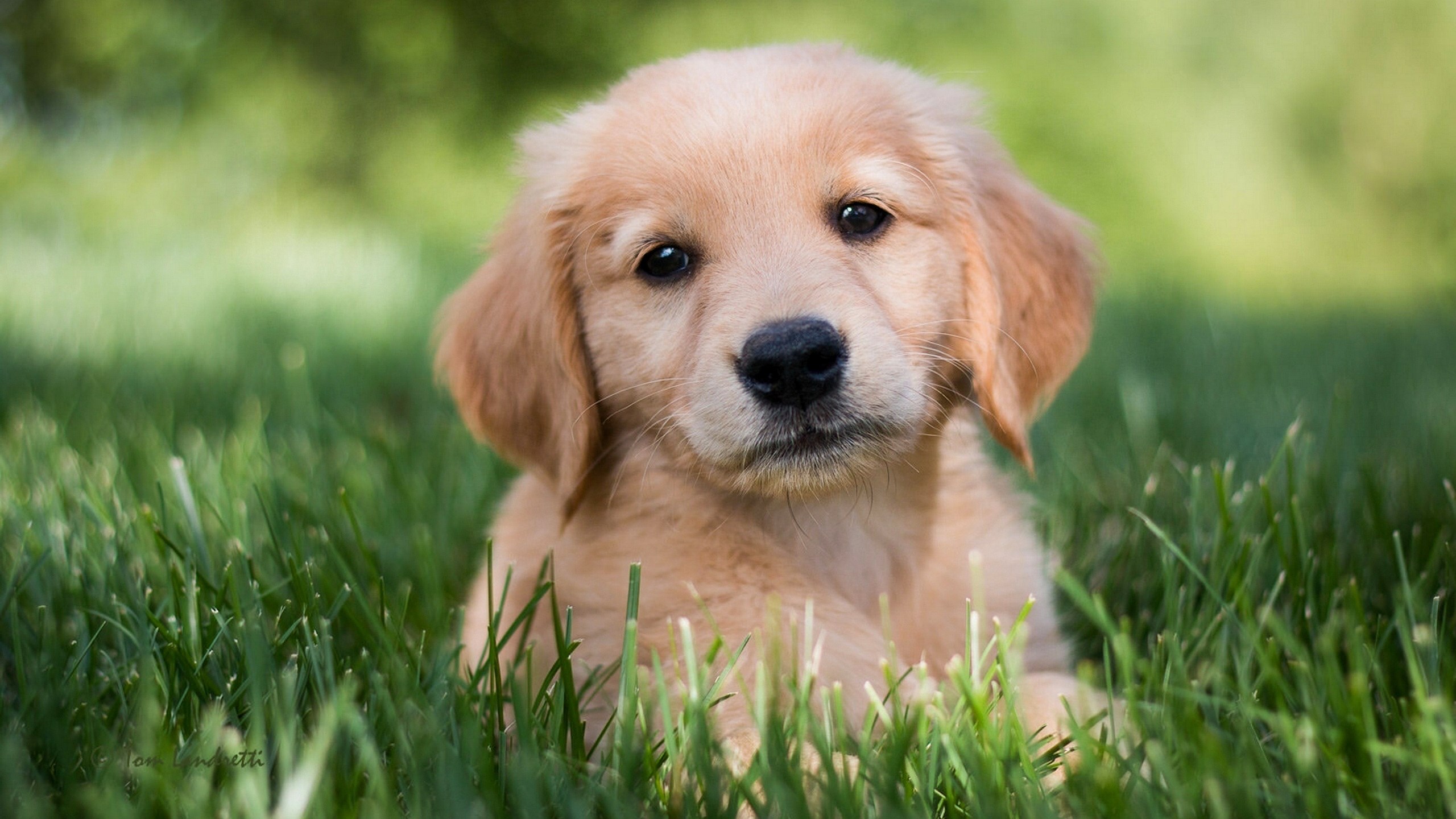 33+ Golden Retriever Images Free Download Photo - Codepromos