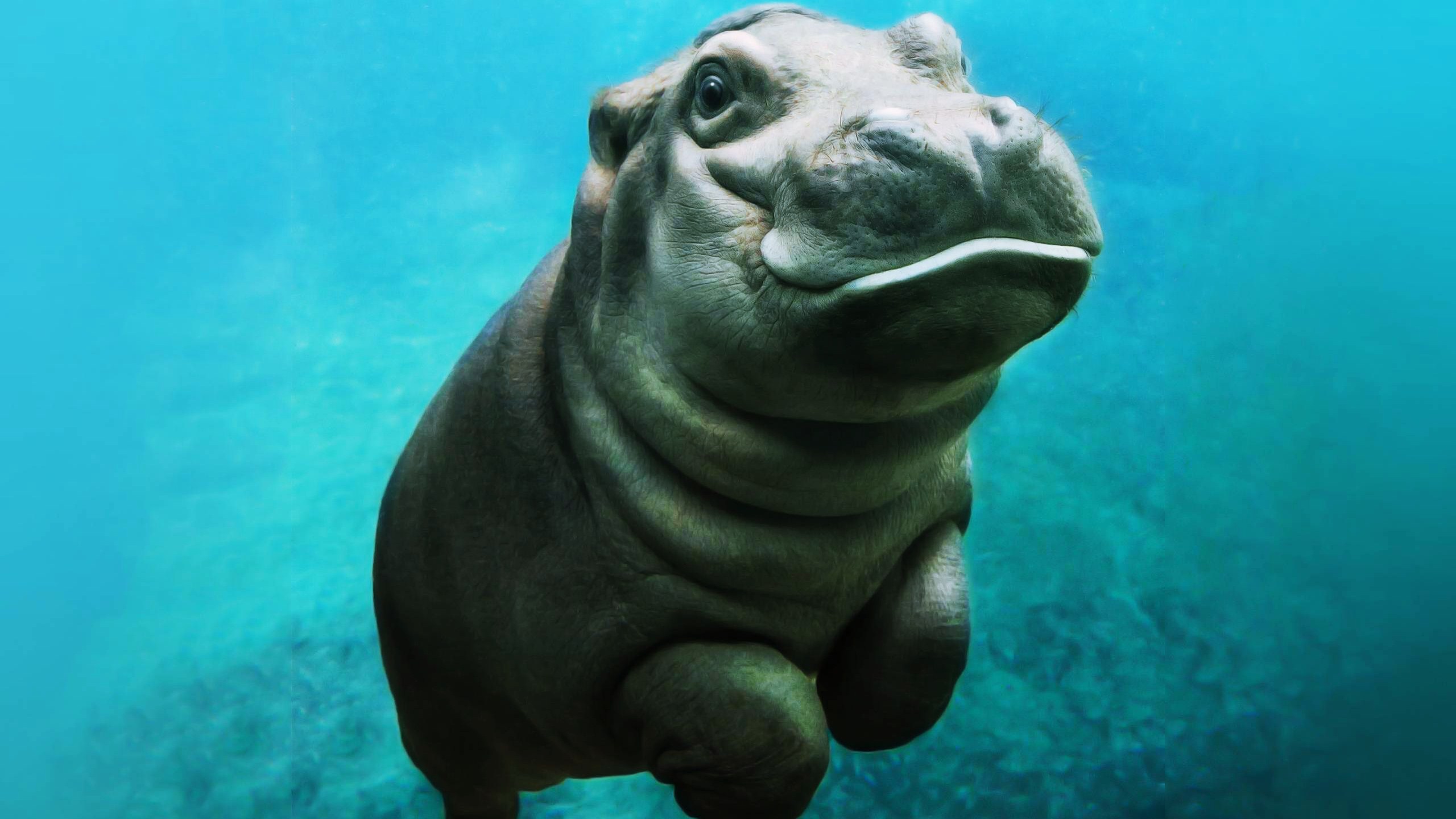 Download Hippopotamus Hd Background Wallpaper - Baby Hippo On Itl.cat