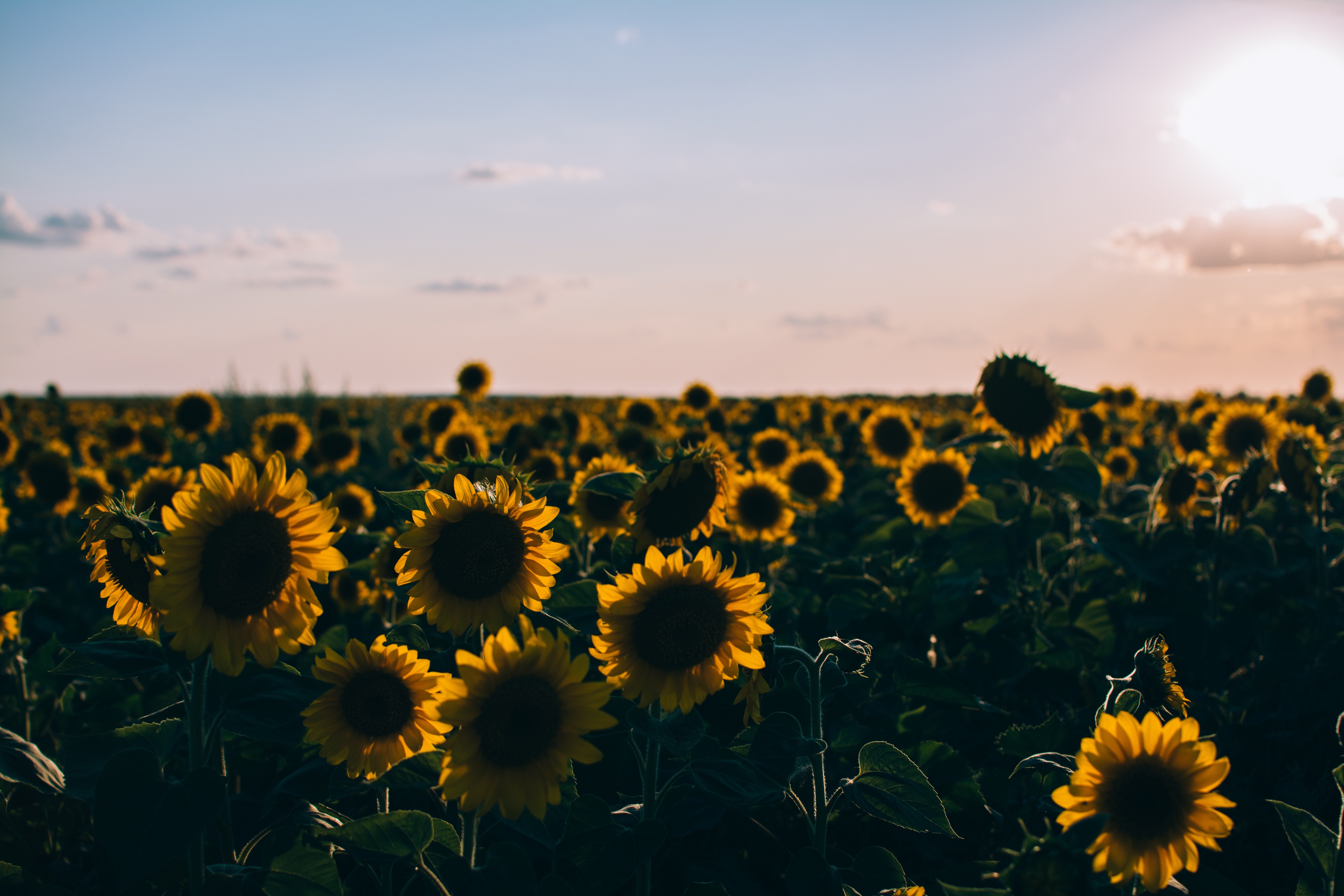 Featured image of post Wallpaper Aesthetic Sunflower Background : Feel free to share with your friends and family.