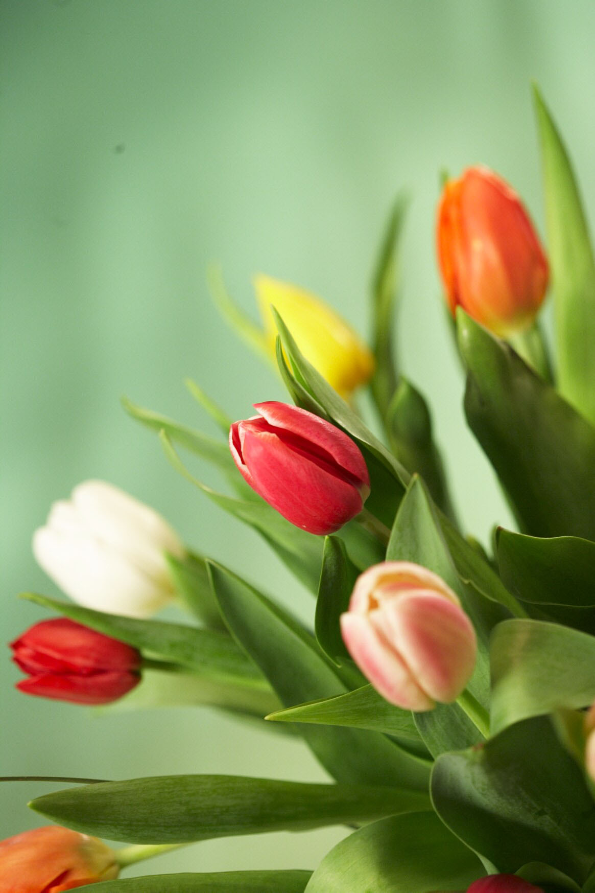 Tulip Flower Wallpaper Download