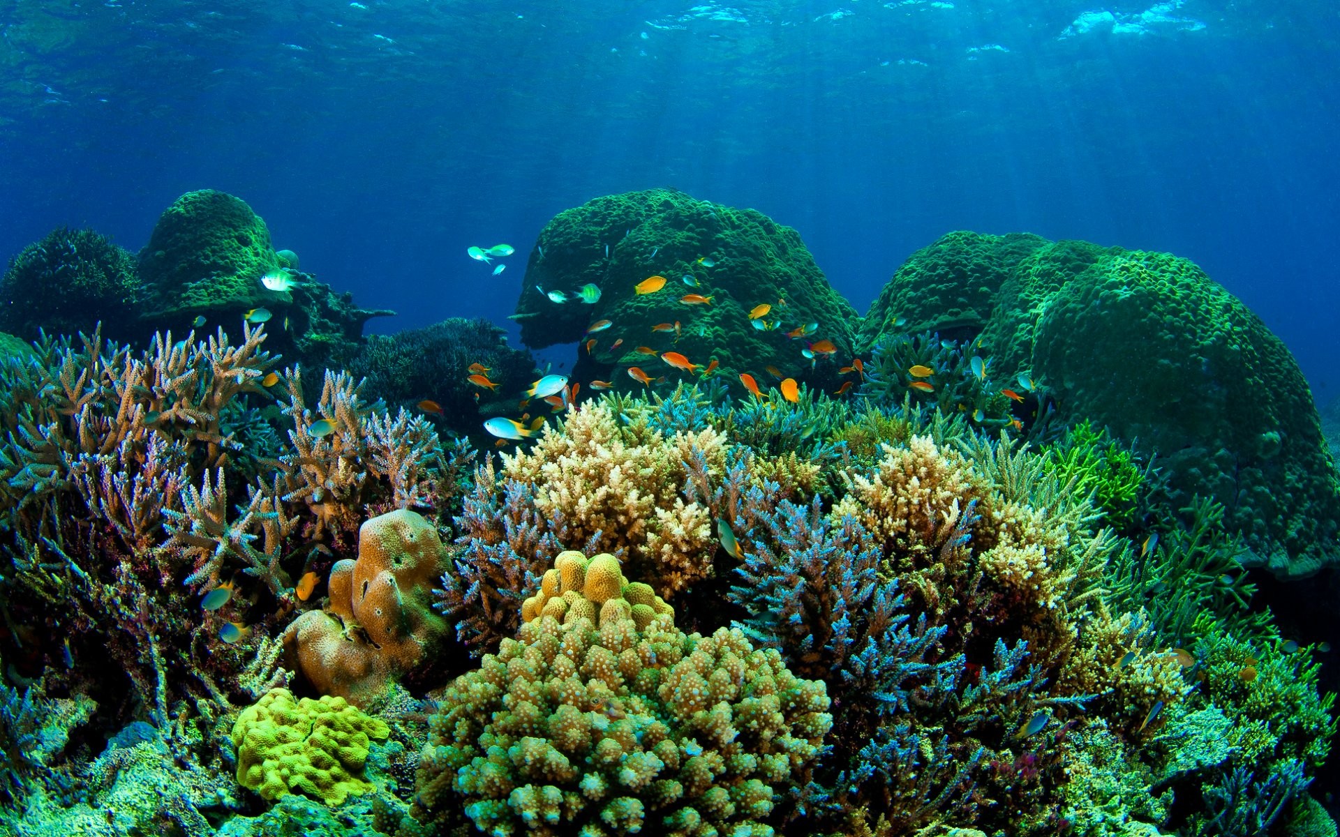 Fishes Sea Nature Sealife Fish Underwater Ocean Koi - Coral Reef ...