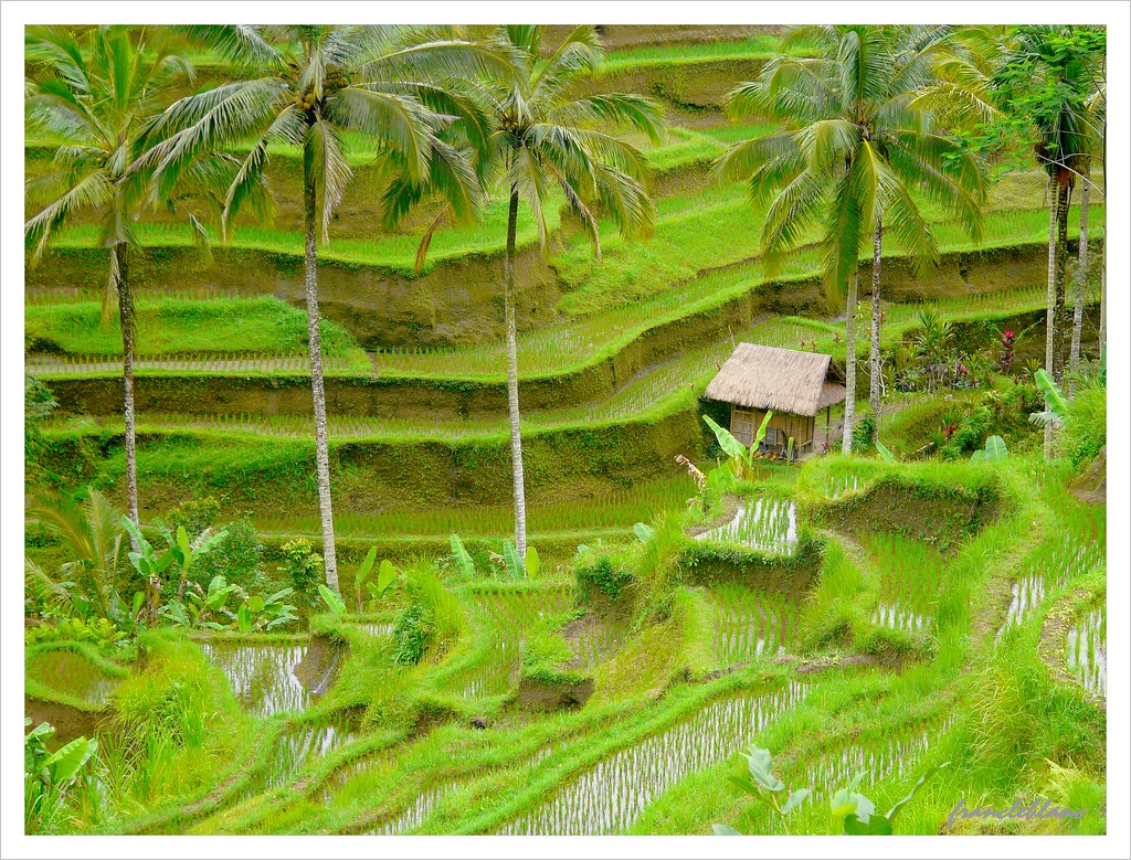 Sawah In Desa Tegalalang Painting 594632 Hd Wallpaper
