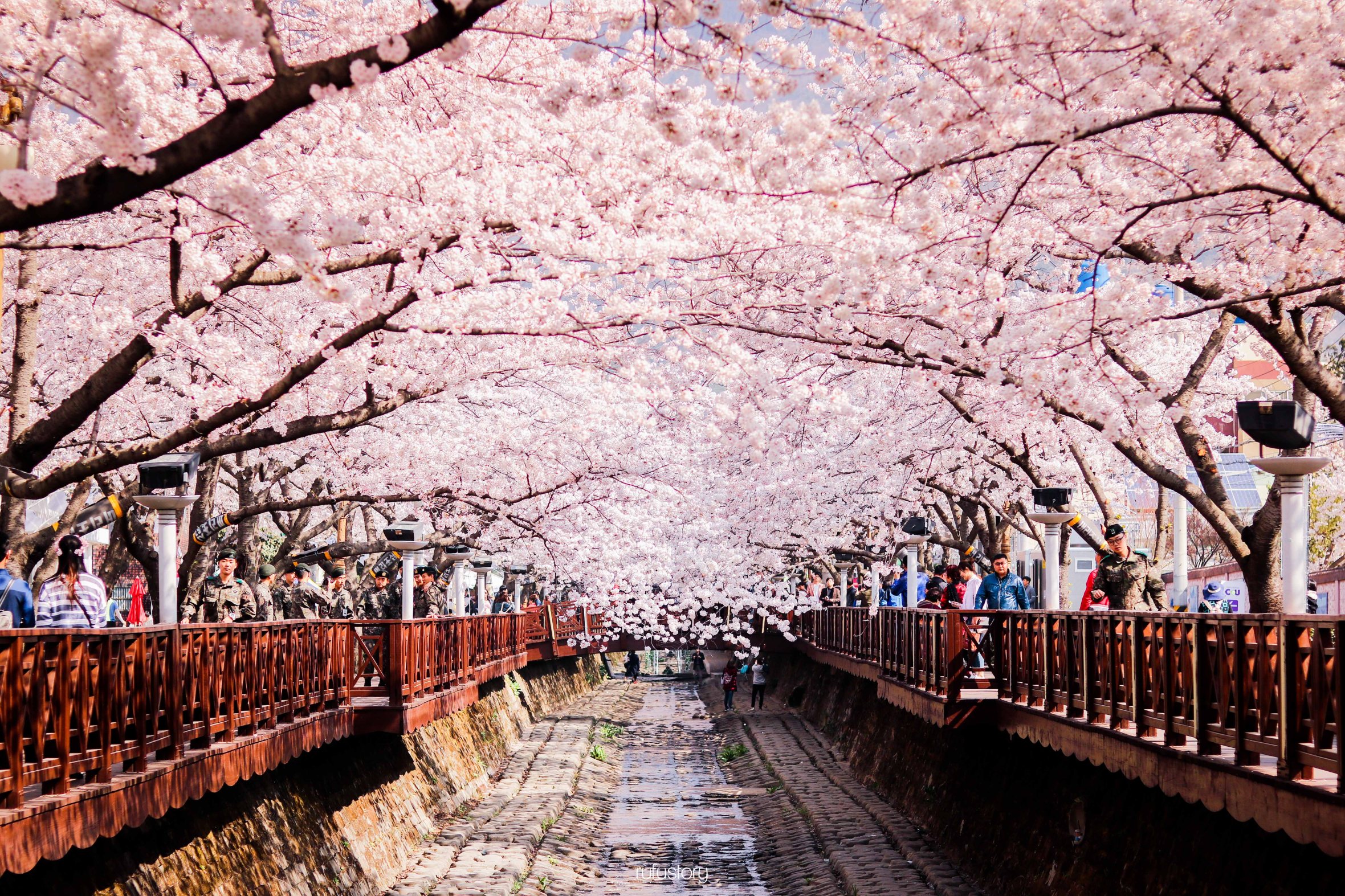 Background Pemandangan Taman Bunga Sakura Gambar Vira - vrogue.co