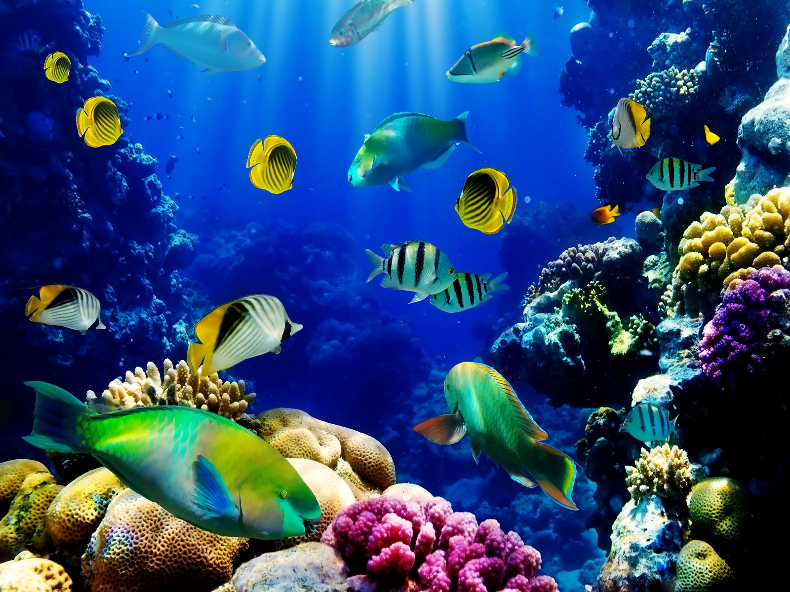 3d Live Wallpapers For Pc Wallpapersafari - Aquarium Fish (#89743) - HD