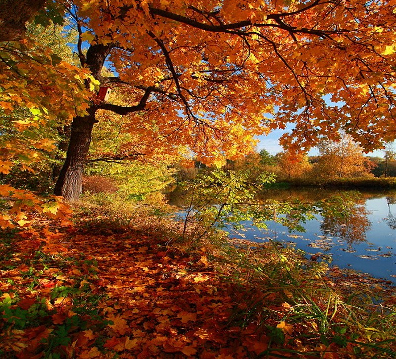Color Autumn Red Leaves Tree Gold Water Orange Forest - Есенин ...