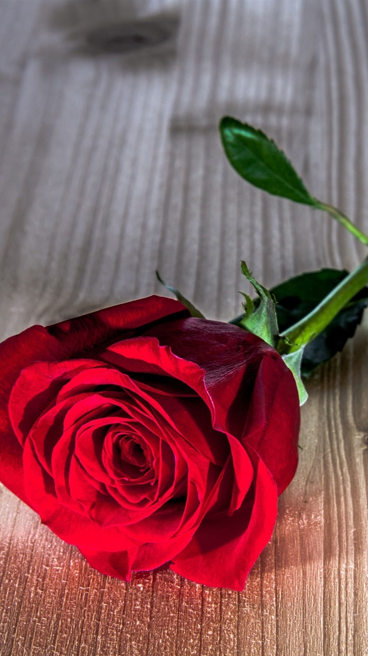 Rose Flower On Table (#877640) - HD Wallpaper & Backgrounds Download