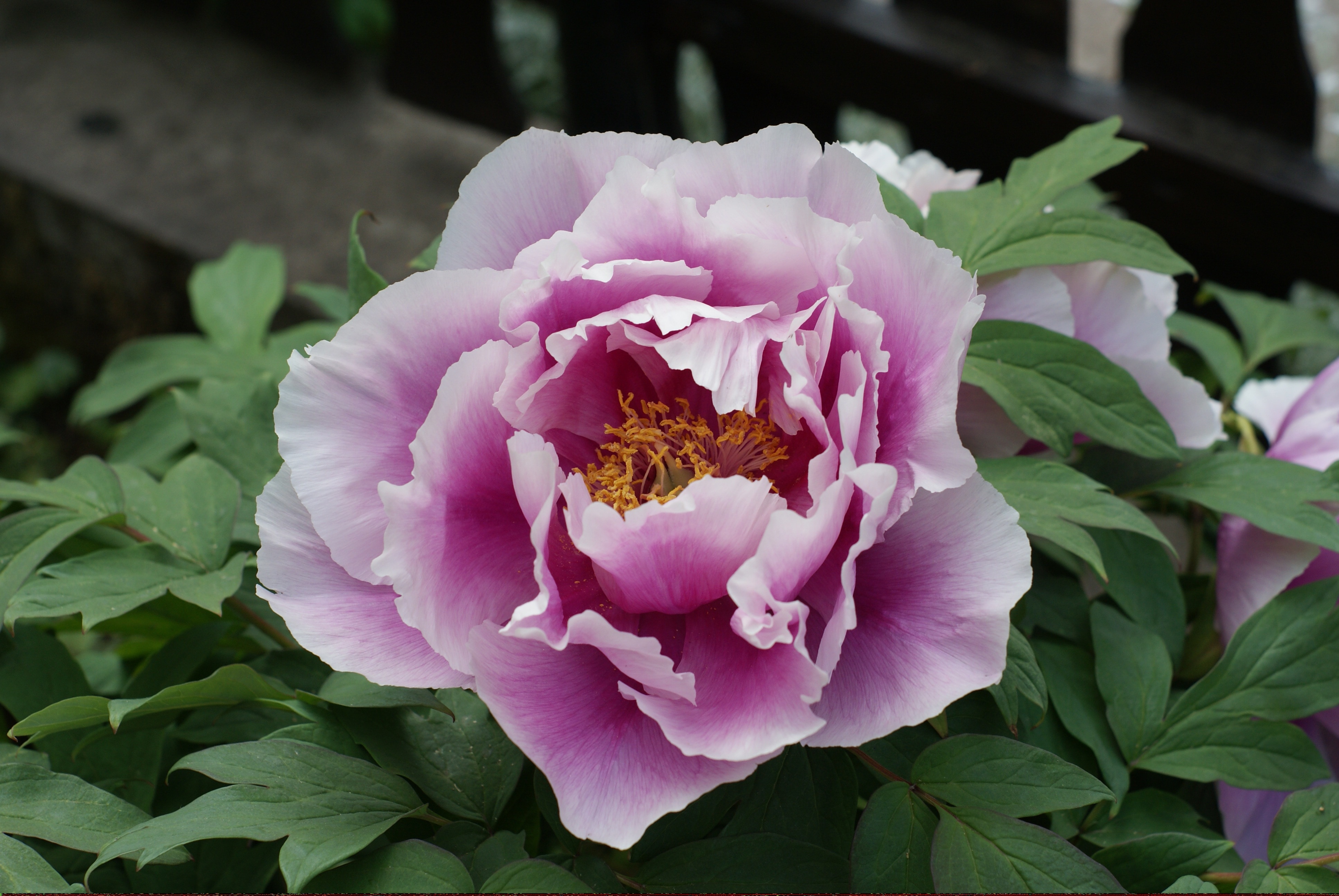 Pink Peony - Peonie , HD Wallpaper & Backgrounds