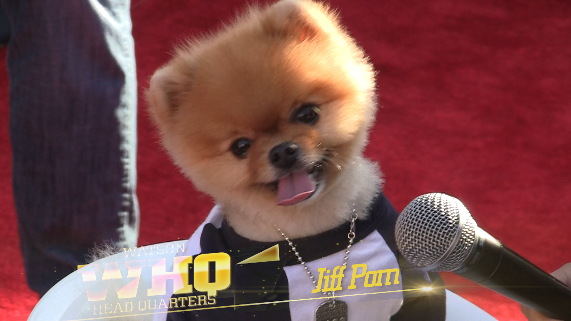 Jiff Pom - Pomeranian (#996018) - HD Wallpaper & Backgrounds Download