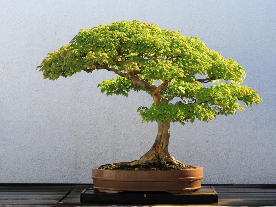 Trees Bonsai Wallpaper - Bonsai Full , HD Wallpaper & Backgrounds